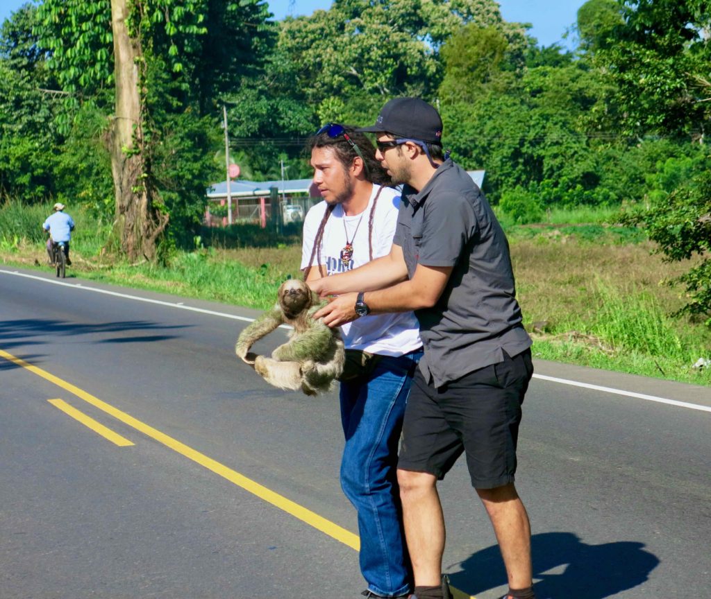 Why did the sloth cross the road? - Dreams of Infinity